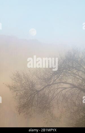 Herbstbeginn durch Nebel bei Dryfork im Canaan Valley, West Virginia Stockfoto