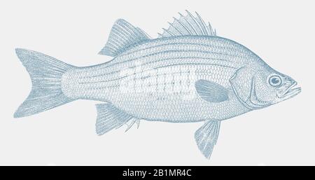 Weißer Bass morone Chrysops, ein Süßwasserfisch aus Nordamerika in Seitenansicht Stock Vektor
