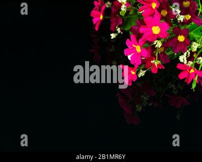 Rosafarbene Blumen auf schwarzem Hintergrund mit Spiegelung. Stockfoto