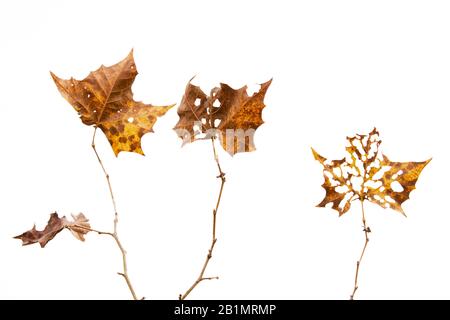Herbstlaub auf weißem Hintergrund Stockfoto