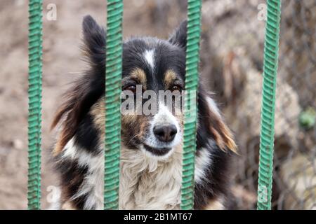 Hund steht hinter einem Metallzaun in einem Hof. Heimschutz oder Hundeschutzkonzept Stockfoto