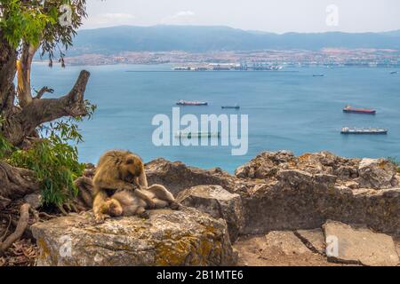 Affe, der einen anderen Affen in Gibraltar mit dem Meer im Hintergrund voller Containerschiffe stöhnt. Lizenzfreies Foto. Stockfoto