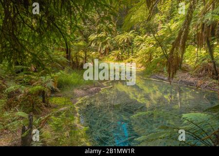 Bunter schwefelhaltiger See im Whakarewarewa Forest, Neuseeland. Mystisches, Magisches Versteck. Lizenzfreies Foto. Stockfoto