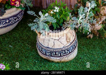 Altgriechische Vasen werden als Töpfe für dekorative Blumen verwendet. Stockfoto