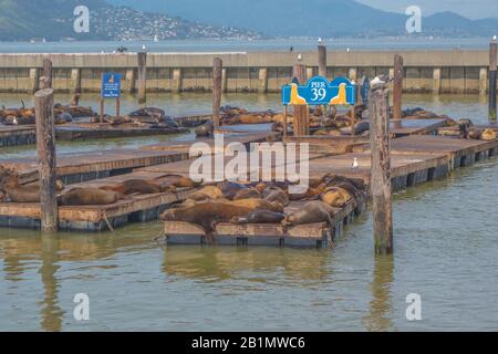 Seelöwen entspannen sich in der Sonne am Pier 39 in San Francisco. Lizenzfreies Foto. Stockfoto