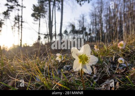 Blumenschneerose (Helleborus niger, Weihnachtsrose, schwarze Hellebore) in Wienerwald, Wienerwald, Niederösterreichischen, Österreich Stockfoto