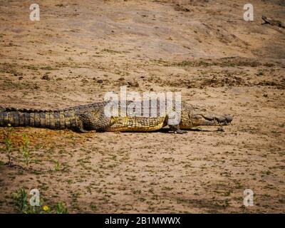 Ein Nilkrokodil (Crocodylus niloticus) auf dem Weg ins Wasser für die Jagd an einem Wasserloch im Kruger Nationalpark Stockfoto