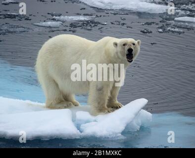 Eisbär auf Eis Stockfoto