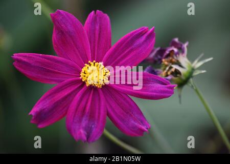 Die Nähe von Cosmos bipinnatus, auch Gartenkosmos oder mexikanischer Aster genannt, ist eine in Nord- und Südamerika heimische krautige Pflanze. Beliebt als Zierpflanze im Temperament Stockfoto