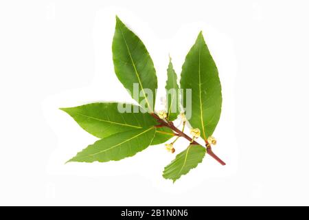 Frischer Lorbeerbruch mit Blumen, die bereit sind zu blühen, isoliert auf weißem Grund. Laurus nobilis Stockfoto