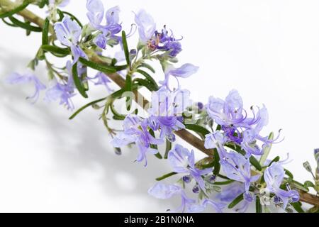 Frische Rosmarinperücke mit blühenden Blumen isoliert auf weißem Hintergrund. Rosmarinus officinalis prostratus Stockfoto