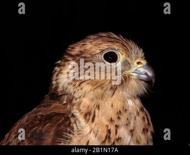 falcon Nahaufnahme mit schwarzem Hintergrund in der Nacht in der arabischen Wüste Stockfoto