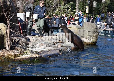 Seelöwe, zentraler Park xoo Stockfoto