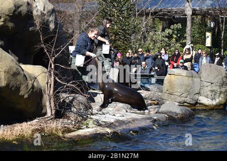 Seelöwe, zentraler Park xoo Stockfoto