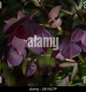 Hellebore (Helleborus niger), dunkelviolett, ansonsten bekannt als Rose von Lenten oder Weihnachtsrose. Stockfoto