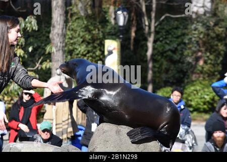 Seelöwe, zentraler Park xoo Stockfoto