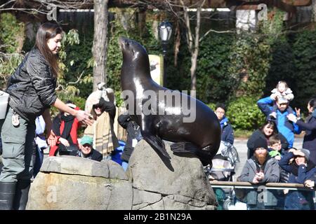 Seelöwe, zentraler Park xoo Stockfoto