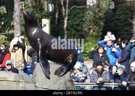 Seelöwe, zentraler Park xoo Stockfoto