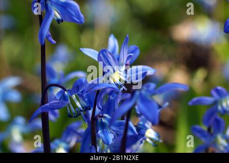 Scilla siberica, sibirischer Hausbesetzer, Holzbesetzer. Frühlingsblumen im Nahaufnahme. Stockfoto