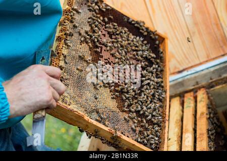 Rahmen mit Honigbienen, offener und versiegelter Brut und Honig. Arbeitsbiene auf Kammfundament. Bienenkolonie. Selektiver Fokus. Weicher Fokus Stockfoto