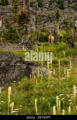 Large Buck Steht Auf der Bergseite Über Dem Feld des Bärengrases Stockfoto