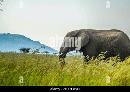 Eine isolierte junge musth Elefant Beweidung im hohen Gras in einem Naturschutzgebiet in Afrika Stockfoto