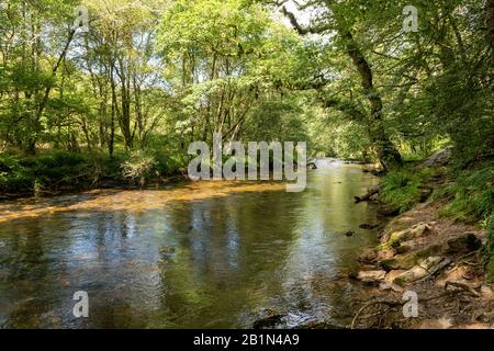 Blick auf den Fluss Barle, der durch die Wälder im Barle-Tal im Nationalpark Exmoor fließt Stockfoto