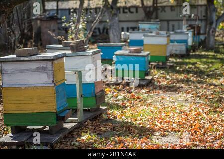 Von den Bienenstock-Entrancebees kriechen sich heraus. Die Bienen kehren nach der Honigströmung in den Bienenstock zurück. Bienenstöcke in einem kleinen privaten Apiarengarten. Experimenteller Apiar Stockfoto