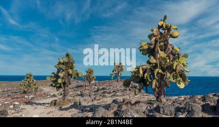 Atemberaubende landschaft an der küste von juras, mit einzigartigen hohen Kakteenbäumen, Plaza Sur Island, Galapagos Inseln, Ecuador. Stockfoto