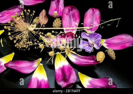 Trockenes dekoratives Allium, ein verblasst Orchid, ein trockener Sprig eines Schäferbeutels mit glitzernden violetten Tulpenblüten auf schwarzem Grund. Stockfoto