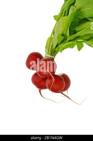 Gruppe von fünf ganzen roten Rettich mit frischen grünen Blätter auf weißem Hintergrund Stockfoto