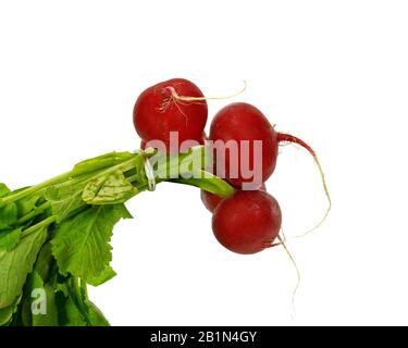 Gruppe von fünf ganzen roten Rettich mit frischen grünen Blätter auf weißem Hintergrund Stockfoto
