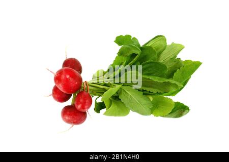 Gruppe von fünf ganzen roten Rettich mit frischen grünen Blätter auf weißem Hintergrund Stockfoto
