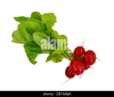 Gruppe von fünf ganzen roten Rettich mit frischen grünen Blätter auf weißem Hintergrund Stockfoto