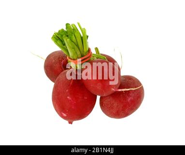 Gruppe von fünf ganzen roten Rettich mit frischen grünen Blätter auf weißem Hintergrund Stockfoto