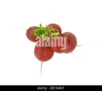 Gruppe von fünf ganzen roten Rettich mit frischen grünen Blätter auf weißem Hintergrund Stockfoto