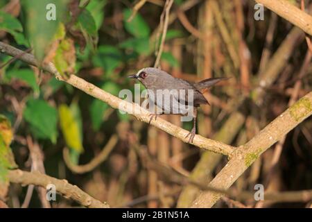 Abessinischer Catbird im Bale-Gebirge Äthiopien Stockfoto