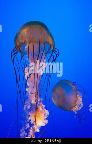 Chrysaora fuscescens, eine Pazifische Meeresnessel im New England Aquarium, Boston, MA USA Stockfoto