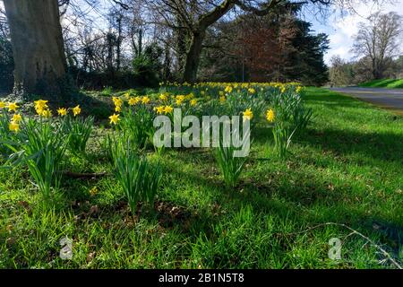 Narzissen, in voller Blüte in einer Waldlandschaft, in Dublin, Irland. Stockfoto