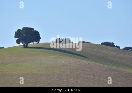 Andalusische Landschaft in verschiedenen Farben und einsame Eiche auf einem Hügel Stockfoto