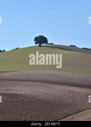 Andalusische Landschaft in verschiedenen Farben und einsame Eiche auf einem Hügel Stockfoto