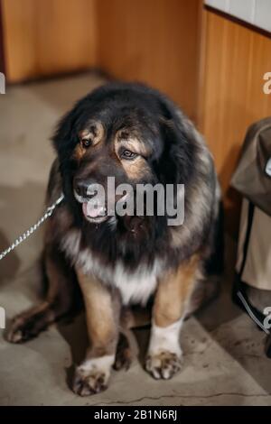 Sitzender junger, süßer, flauschiger kaukasischer Hirtenhund. Stockfoto