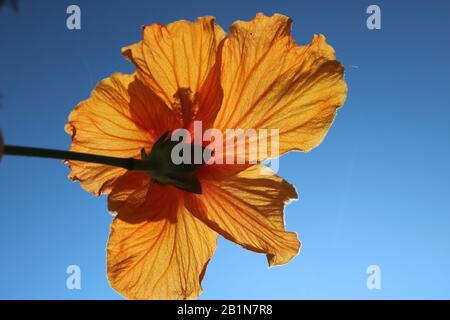 Leuchtend leuchtende gelbe Hibiskusblüten strahlen blau, grün und gelb aus. Stockfoto