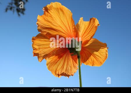 Leuchtend leuchtende gelbe Hibiskusblüten strahlen blau, grün und gelb aus. Stockfoto