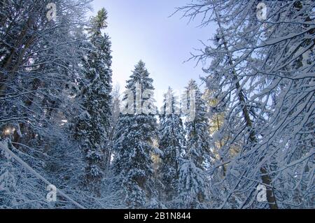 Verschneite Wälder und Weihnachtsbäume Stockfoto