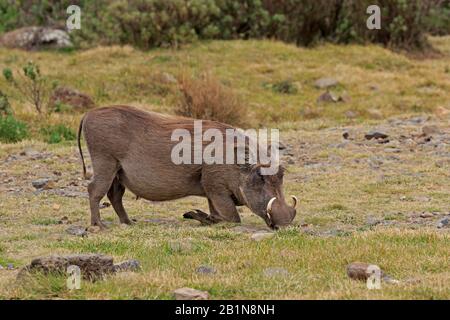 Gemeinsamer Warthog in Äthiopien Stockfoto