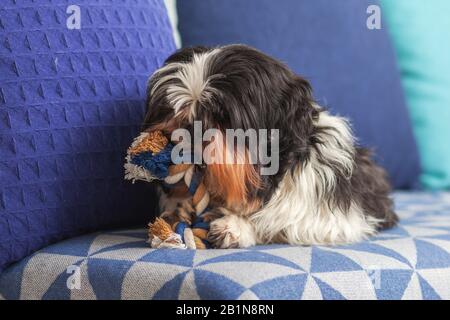 Ein lustiger Hund ​​is sitzt zu Hause auf der Couch und spielt mit seinem Lieblingsspielzeug. Shih tzu brüten. Haustier. Homeless. Stockfoto