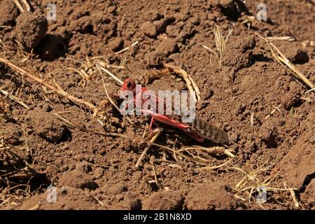 Unreife Desert Locust in Äthiopien 2020 Stockfoto