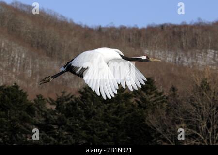 Mandschurischer Kran, Rotkronenkran (Grus japonensis), im Flug, Japan, Hokkaido, Tsurui Stockfoto