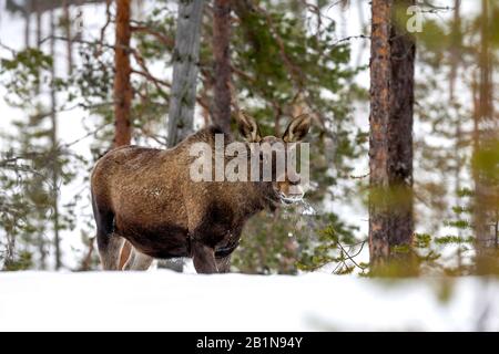 Elch, Europäische Elche (Alces alces alces), Weibchen im Winterwald, Finnland Stockfoto
